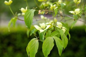 Cornus kousa chinensis 80-100 cm BAG - afbeelding 2