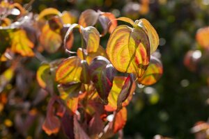 Cornus kousa chinensis 80-100 cm BAG - afbeelding 3