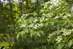 Cornus kousa chinensis 80-100 cm BAG - afbeelding 4