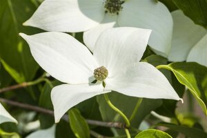 Cornus k. 'Milky Way' 100-125 cm BAG - afbeelding 2
