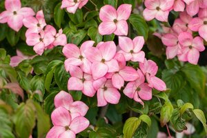 Cornus k. 'Satomi' 60-80 cm BAG struik - afbeelding 2
