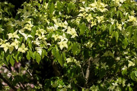 Cornus k. 'Schmetterling' (White Fountain) 60-80 cm BAG struik - afbeelding 1
