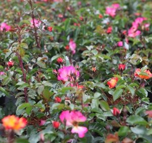 Rosa 'Bee Proud' VEELKLEURIG geen maat specificatie cont. 3,0L