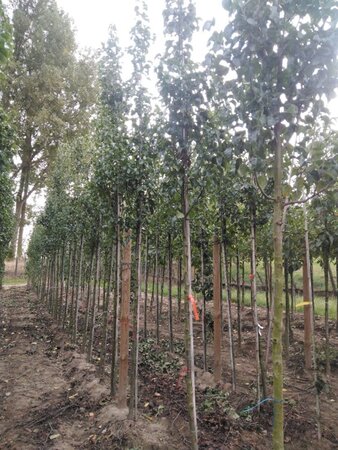 Pyrus calleryana 'Capital' 10-12 Hoogstam wortelgoed - afbeelding 2