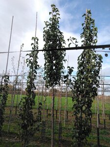 Pyrus calleryana 'Capital' 10-12 Hoogstam wortelgoed - afbeelding 3