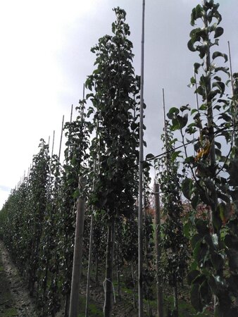Pyrus calleryana 'Capital' 12-14 Hoogstam wortelgoed 2 X verplant - afbeelding 3