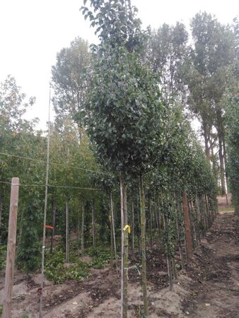 Pyrus calleryana 'Capital' 12-14 Hoogstam wortelgoed 2 X verplant - afbeelding 1
