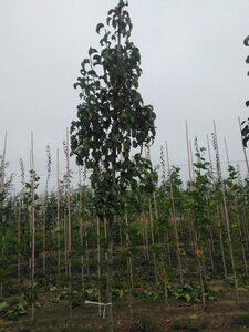 Pyrus calleryana 'Capital' 12-14 Hoogstam wortelgoed 2 X verplant - afbeelding 2