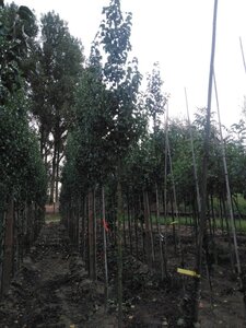 Pyrus calleryana 'Capital' 14-16 Hoogstam wortelgoed 2 X verplant - afbeelding 1