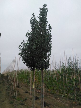 Pyrus calleryana 'Capital' 14-16 Hoogstam wortelgoed 2 X verplant - afbeelding 2
