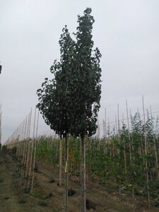 Pyrus calleryana 'Capital' 14-16 Hoogstam wortelgoed 2 X verplant - afbeelding 2