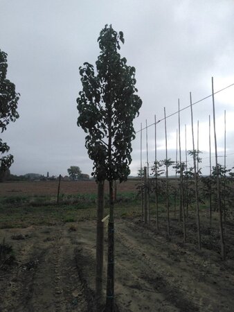 Pyrus calleryana 'Capital' 16-18 Hoogstam draadkluit 3 X verplant