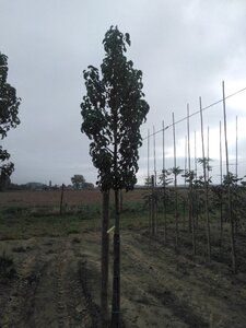 Pyrus calleryana 'Capital' 16-18 Hoogstam draadkluit 3 X verplant