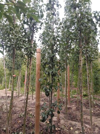 Pyrus calleryana 'Capital' 6-8 cm wortelgoed geveerd - afbeelding 4