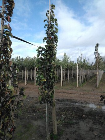 Pyrus calleryana 'Capital' 6-8 cm wortelgoed geveerd - afbeelding 3