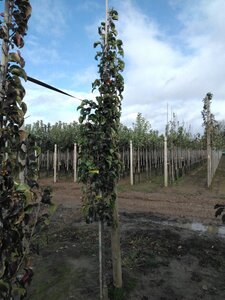 Pyrus calleryana 'Capital' 6-8 cm wortelgoed geveerd - afbeelding 3