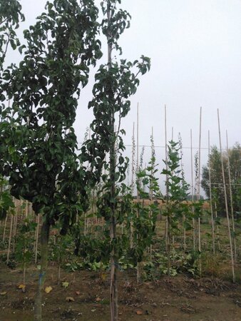 Pyrus calleryana 'Capital' 6-8 cm wortelgoed geveerd - afbeelding 2