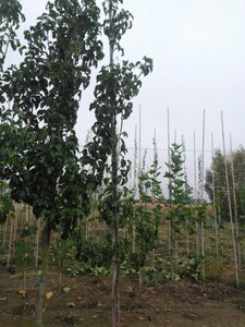 Pyrus calleryana 'Capital' 6-8 cm wortelgoed geveerd - afbeelding 2