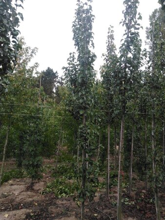 Pyrus calleryana 'Capital' 8-10 cm wortelgoed geveerd - afbeelding 3