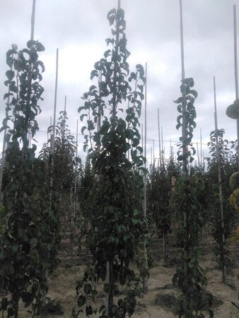 Pyrus calleryana 'Capital' 8-10 cm wortelgoed geveerd - afbeelding 1