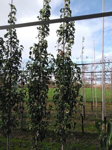 Pyrus calleryana 'Capital' 8-10 cm wortelgoed geveerd - afbeelding 4