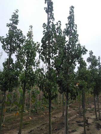 Pyrus calleryana 'Capital' 8-10 cm wortelgoed geveerd - afbeelding 2