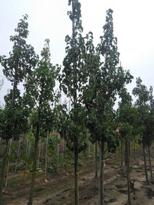 Pyrus calleryana 'Capital' 8-10 cm wortelgoed geveerd - afbeelding 2