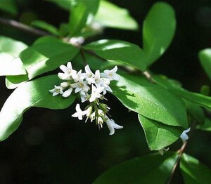 Ligustrum vulgare 100-125 cm wortelgoed