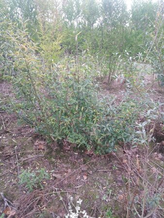 Ligustrum vulgare 100-125 cm wortelgoed 3-5 tak