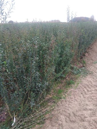 Ligustrum vulgare 90-120 cm wortelgoed 3-5 tak