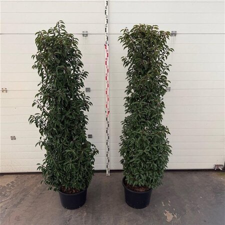 Prunus lusitanica 'Angustifolia' 175-200 cm cont. 30L - afbeelding 2