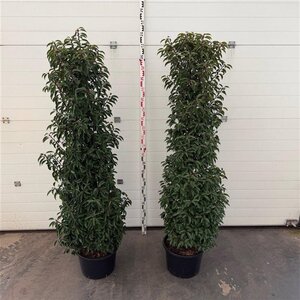 Prunus lusitanica 'Angustifolia' 175-200 cm cont. 30L - afbeelding 2