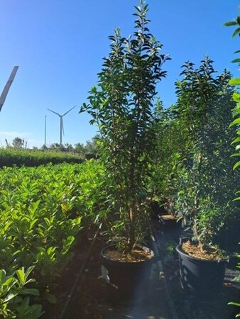 Prunus lusitanica 'Angustifolia' 175-200 cm cont. 30L