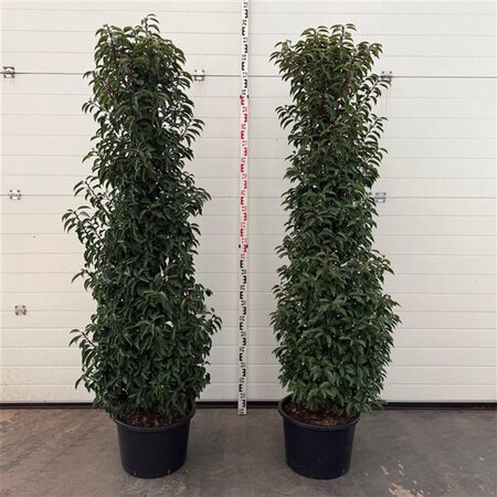 Prunus lusitanica 'Angustifolia' 175-200 cm cont. 30L - afbeelding 3