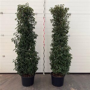 Prunus lusitanica 'Angustifolia' 175-200 cm cont. 30L - afbeelding 3