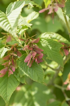 Acer rufinerve 8-10 Hoogstam cont. 50L - afbeelding 4