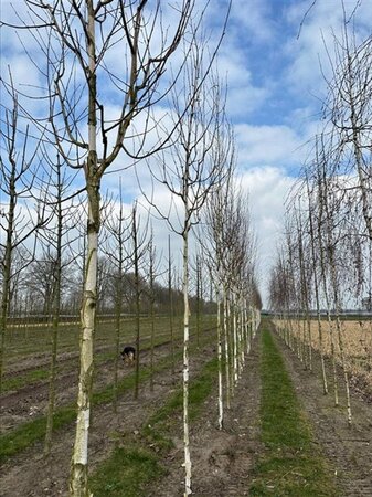 Betula utilis 'Doorenbos' 12-14 Hoogstam draadkluit 2 X verplant - afbeelding 5