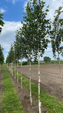 Betula utilis 'Doorenbos' 14-16 Hoogstam draadkluit 3 X verplant - afbeelding 4