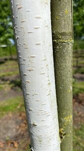Betula utilis 'Doorenbos' 14-16 Hoogstam draadkluit 3 X verplant - afbeelding 6