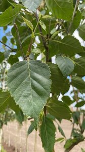 Betula utilis 'Doorenbos' 14-16 Hoogstam draadkluit 3 X verplant - afbeelding 7