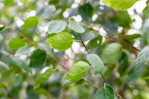 Betula utilis jacquemontii (= Doorenbos) 12-14 cm wortelgoed geveerd - afbeelding 6