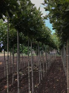 Platanus hisp. 'Alphen's Globe' 10-12 Hoogstam wortelgoed 225 cm stam - afbeelding 2
