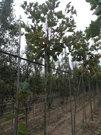 Platanus hisp. 'Alphen's Globe' 10-12 Hoogstam wortelgoed 225 cm stam - afbeelding 1