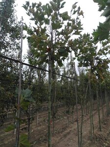 Platanus hisp. 'Alphen's Globe' 10-12 Hoogstam wortelgoed 225 cm stam - afbeelding 1