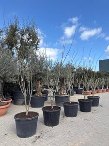 Rhododendron (AJ) 'Madame van Hecke' ROZE 35-40 cm cont. 3,0L - afbeelding 1