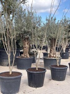 Rhododendron (AJ) 'Madame van Hecke' ROZE 35-40 cm cont. 3,0L - afbeelding 2