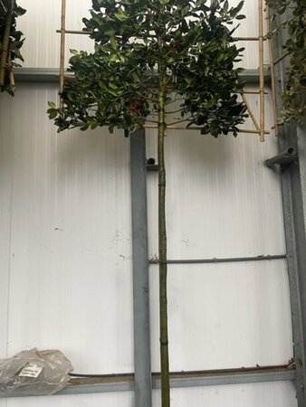 Ilex 'Nellie R. Stevens' 10-12 STA cont. 30L screen,br120xh120 180 cm stem - image 1