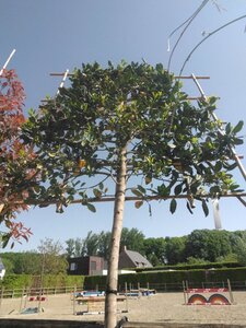 Ilex 'Nellie R. Stevens' 10-12 STA cont. 30L screen,br120xh120 180 cm stem - image 2