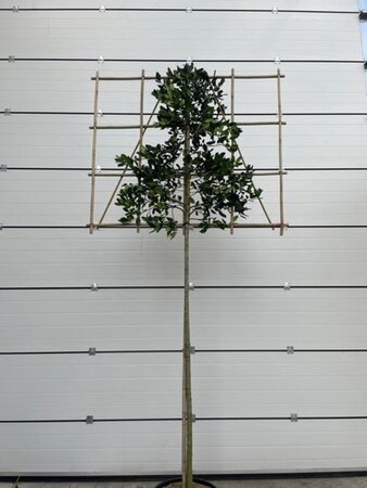 Ilex 'Nellie R. Stevens' 10-12 STA cont. 35L screen,br150xh120 180 cm stem