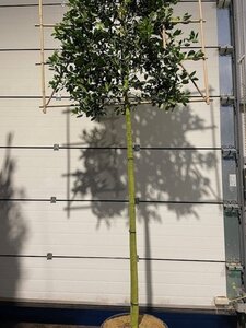 Ilex 'Nellie R. Stevens' 14-16 STA cont. 70L screen,br150xh120 180 cm stem